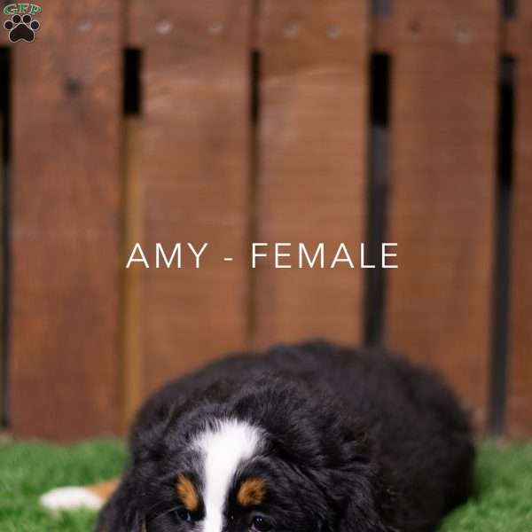 Amy, Bernese Mountain Dog Puppy